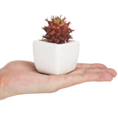 3 - Piece Artificial Succulent in Pot Set