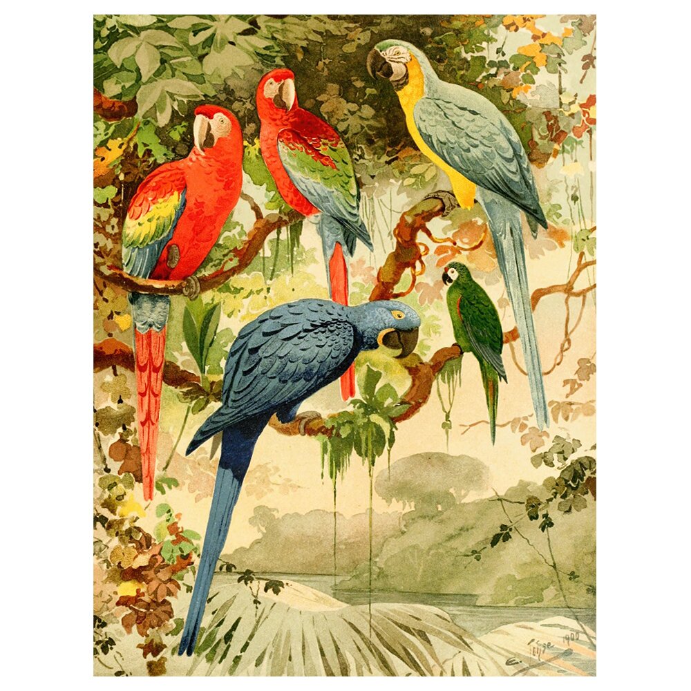 Leinwandbild Macaws von Emil August Goeldi