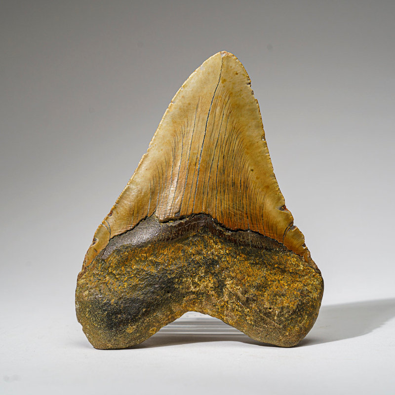 Genuine Megalodon Shark Tooth In Display Box (414 Grams)
