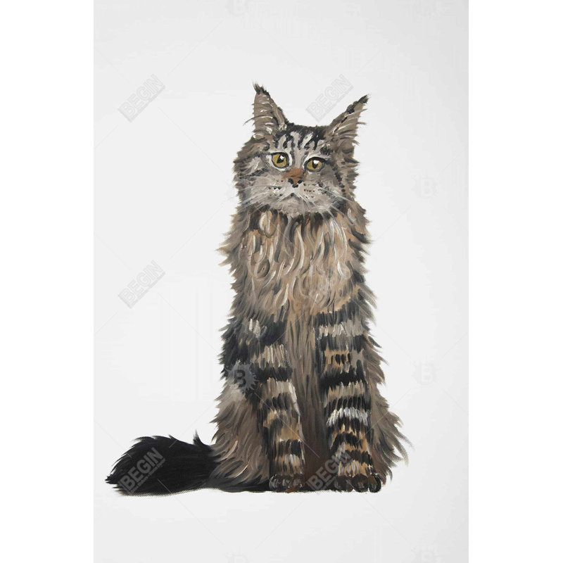 " Maine Coon Cat "