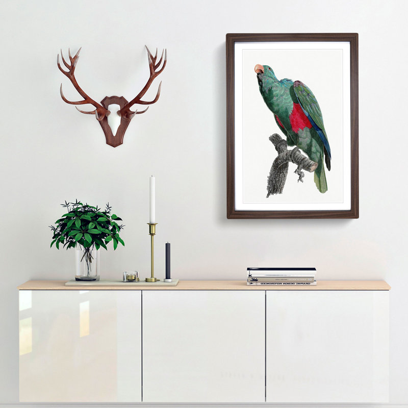 Eclectus Parrot by F. Levaillant - Picture Frame Art Print, Walnut Framed, 36cm H x 27cm W x 2cm D