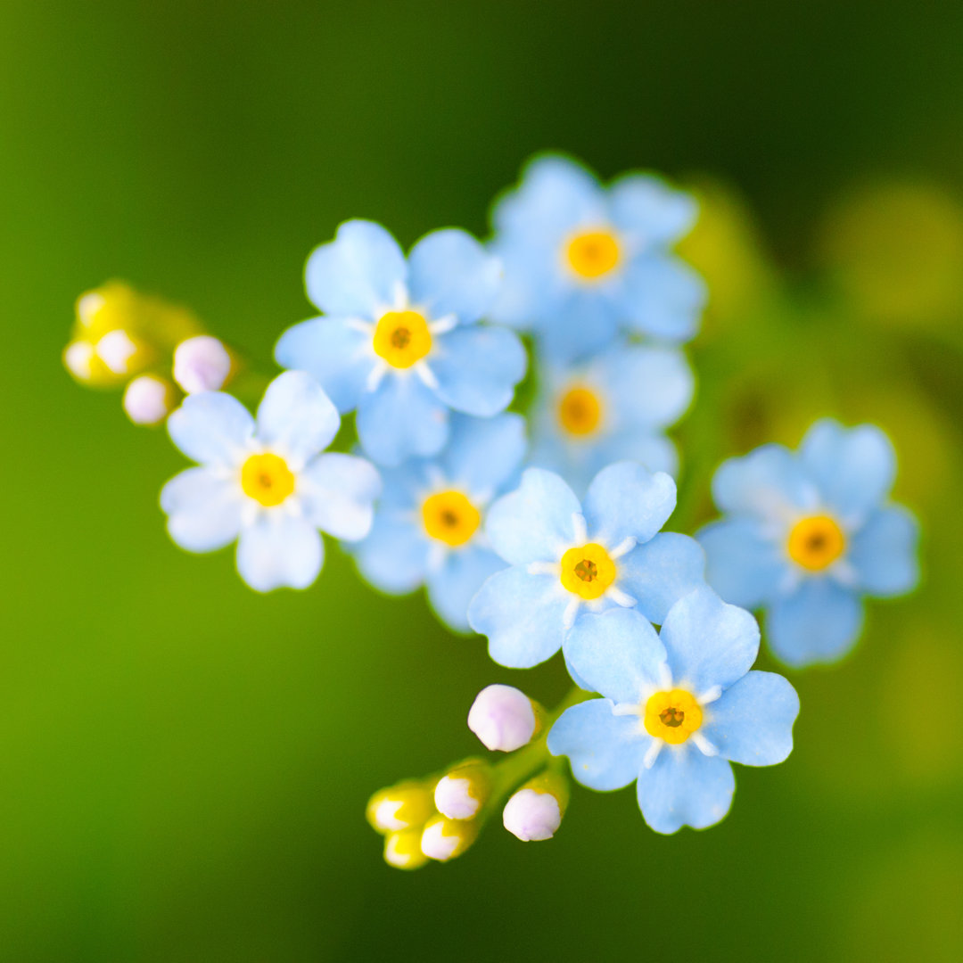 Larrie Meadow Flowers von Oksix - Leinwandfoto im Wickel