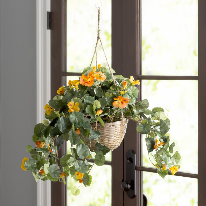Nasturtium Hanging Basket Arrangement in Basket