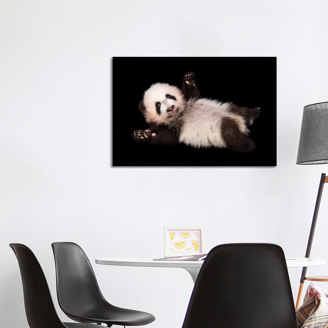 An Endangered And Federally Endangered Giant Panda Cub At Zoo Atlanta von Joel Sartore - Gallery-Wrapped Canvas Giclée