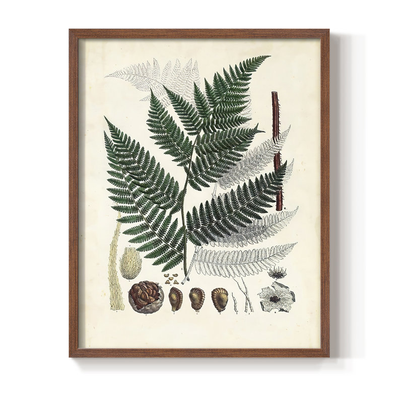 Collection de fougères IV, reproduction encadrée - bois massif, Brun, H 10 po x l 8 po
