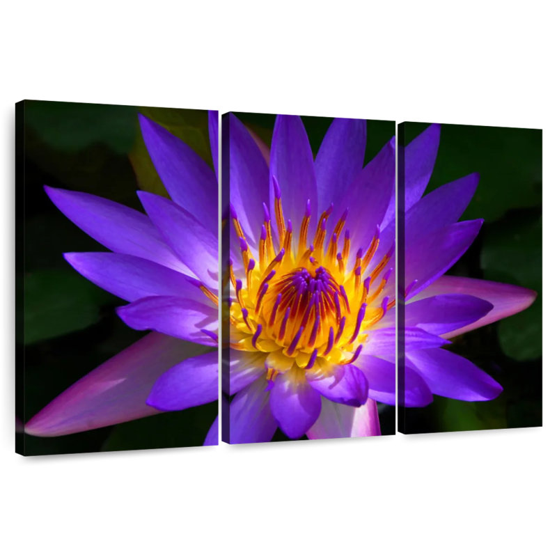 Harnek Hawaiian Water Lily, H 36 po x l 57 po