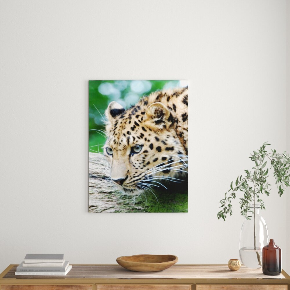 Leinwandbild Junger Leopard