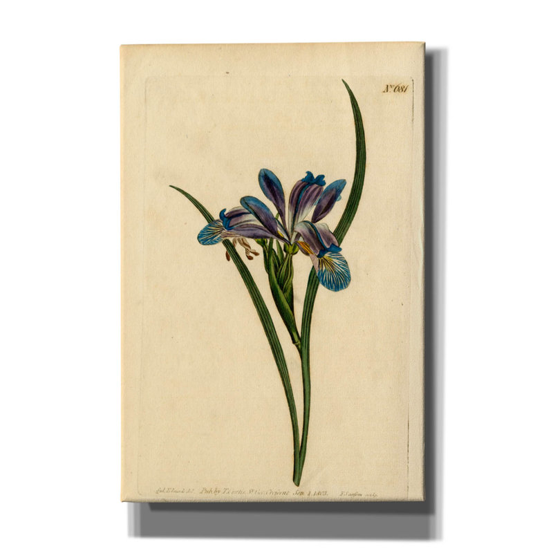«Iris Graminea» par Art Licensing Studio, art mural sur toile, H 18 po x l 12 po x P 0,75 po