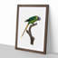 A Plum-Headed Parakeet by F. Levaillant - Framed Print-55450837-55450838