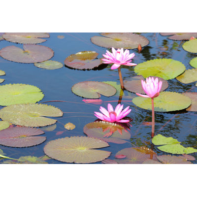 Pavao " Lotus Flower In Pond "
