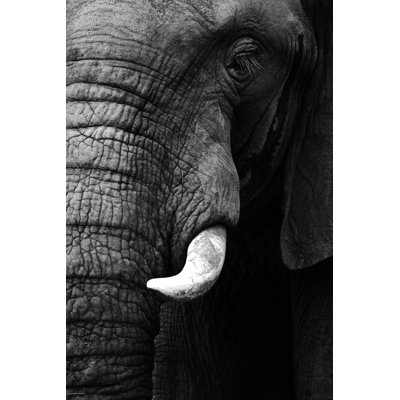 " Elephant Close Up " by Donvanstaden