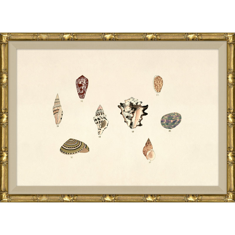 Malacology Study, Plate IX