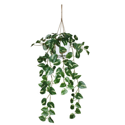 Plante vivace en pot 26 po