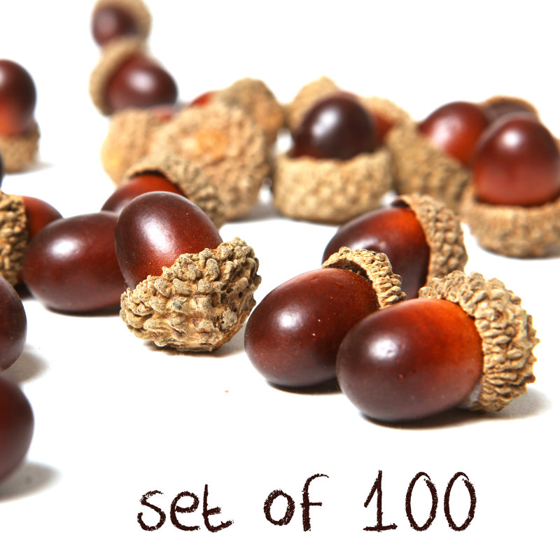 Artificial Acorn Caps 100 Piece Vase Filler Set