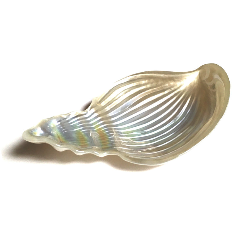 Plateau de coquillage conch, Blanc
