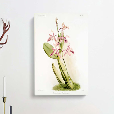 Magnolia Flowers Illustration Tab.59 by Frederick Sander - Wrapped Canvas