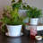 Byntlee Tea Cup Planter