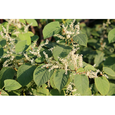 Maben Fallopia Japonica - Wrapped Canvas Print