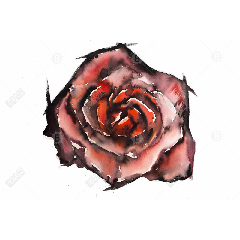 " Watercolor Rose "