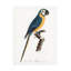 "Ologiste Perroquet I "sur toile-98232847