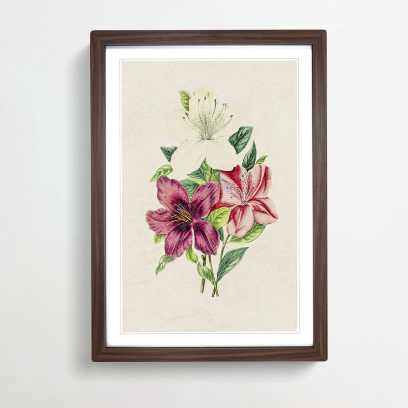 Illustration of Beautiful Flowers - Picture Frame Graphic Art Print on MDF, Walnut Framed, 36cm H x 27cm W x 2cm D