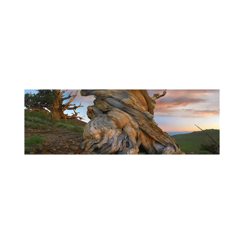Foxtail Pine Tree, Twisted Trunk Of An Ancient Tree, Sierra Nevada, California I by Tim Fitzharris - Wrapped Canvas Panoramic Print