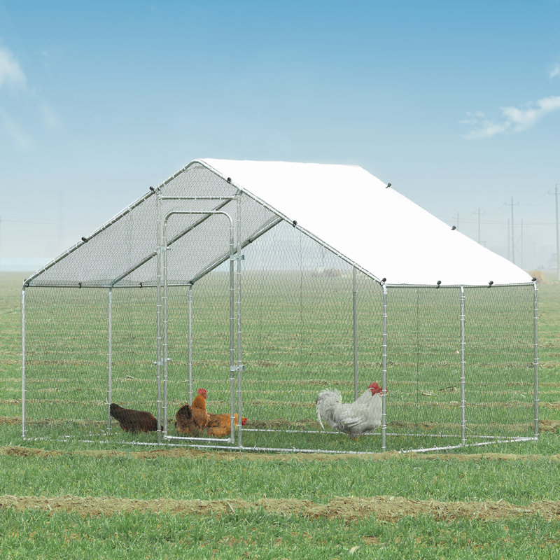 Chicken Run Coops With Climbing Pole