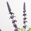 Lavender Faux Floral