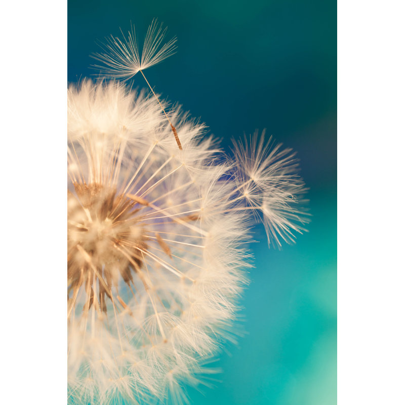Dandelion seeds floating 1 Piece Wrapped Canvas Wall Art, 91cm H x 61cm W x 3.8cm D