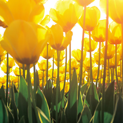 Yellow Tulips Beds by Zorazhuang - Wrapped Canvas Print
