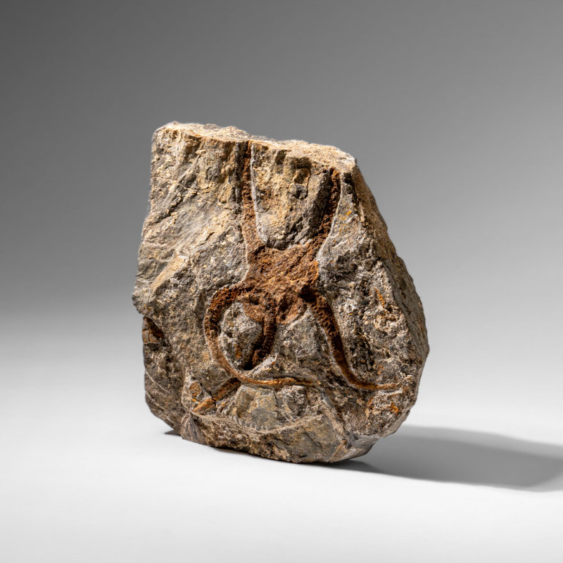 Genuine Ophiuroidea Brittle Star Fossil (2.35 Lbs)