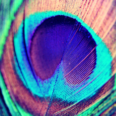Hayder " Shannon Clark Pretty Peacock "