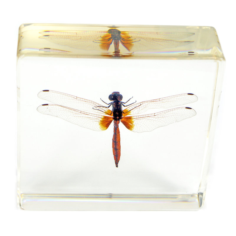 Presse-papiers libellule Puleo