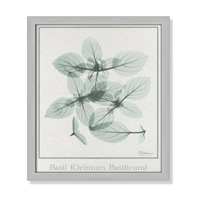 Jeanette "Basil Ocimum Basilicum" Painting