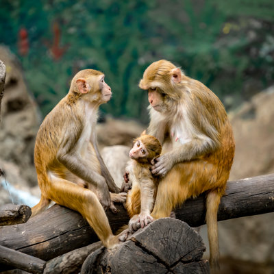 Monkey sitting on branch 1 Piece Wrapped Canvas Wall Art
