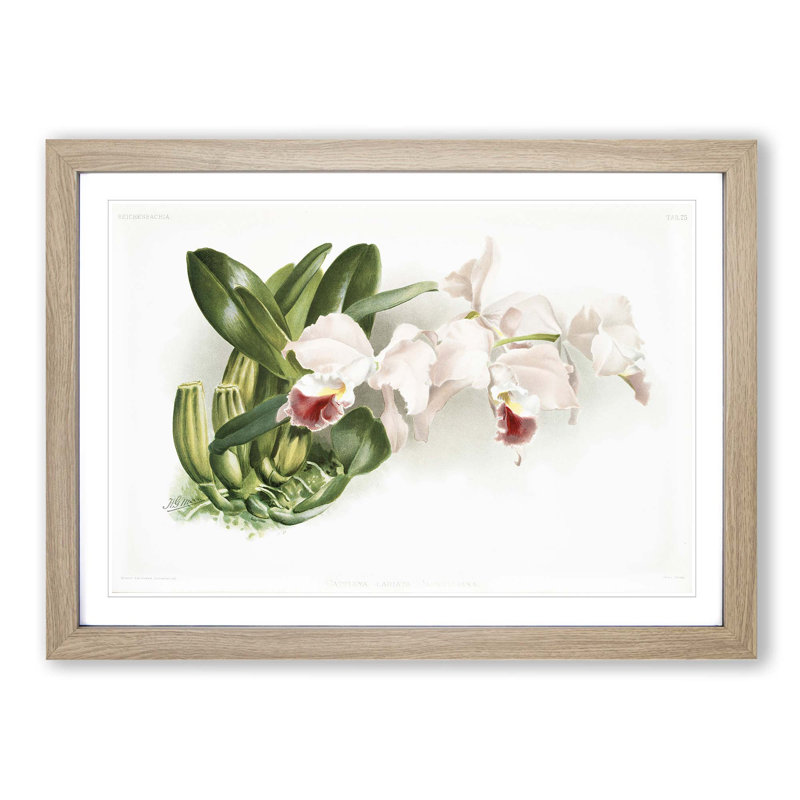 Magnolia Flowers Illustration Tab.75 by Frederick Sander - Picture Frame Art Print, 48cm H x 65cm W x 2cm D, Oak Framed