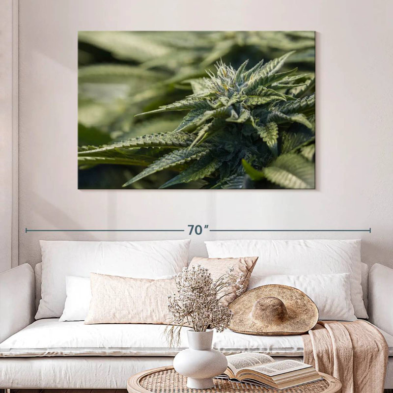 Marijuana cristallisée, H 32 po x l 48 po