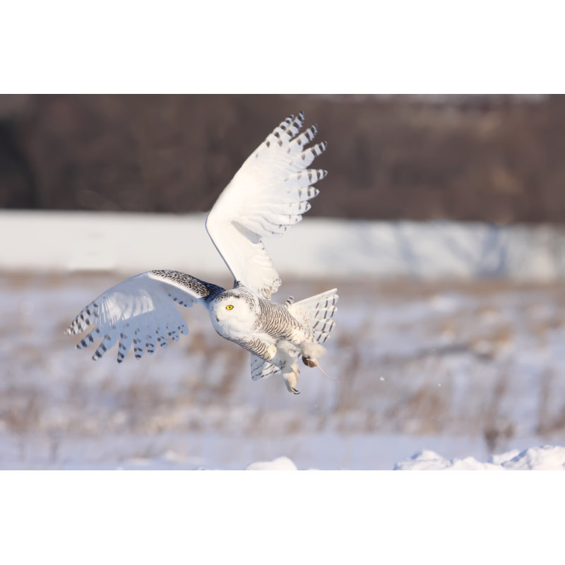 Snowy Owl by Rpbirdman - Print, 51cm H x 76cm W