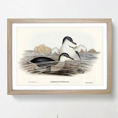 Little Blue Penguins by Elizabeth Gould - Picture Frame Painting Print