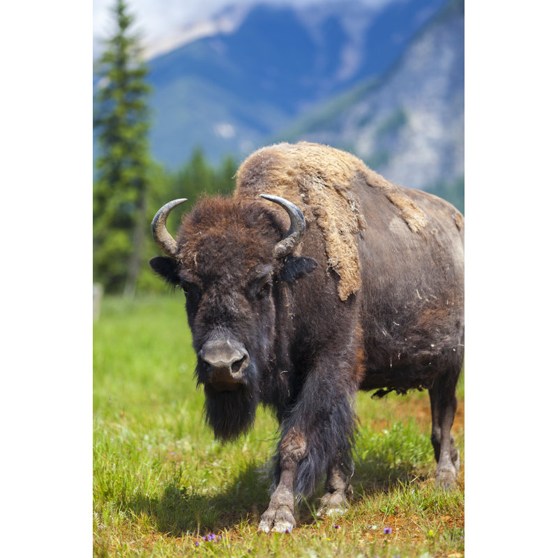 American Bison by Dmbaker - Wrapped Canvas Print, 122cm H x 81cm W