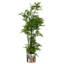 150cm Plant-2028658790