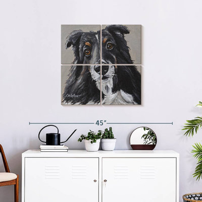 Sheltie de Brampt sur fond gris
