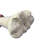 Real Giraffe Leg Bone