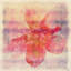Parvez Taj - Wrapped Canvas Painting-12310041