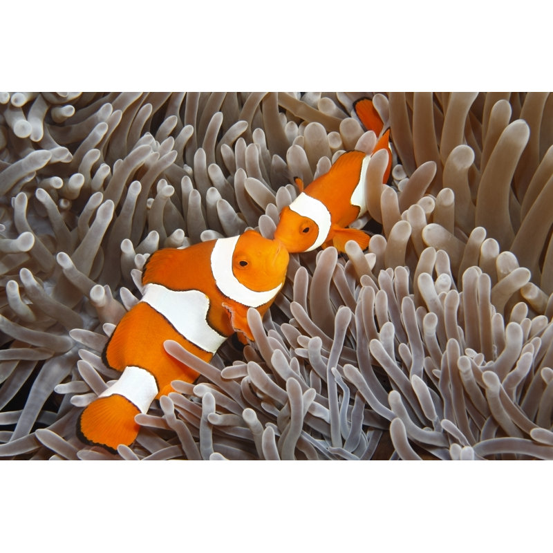 Two Clown Anemonefish, 51cm H x 76cm W