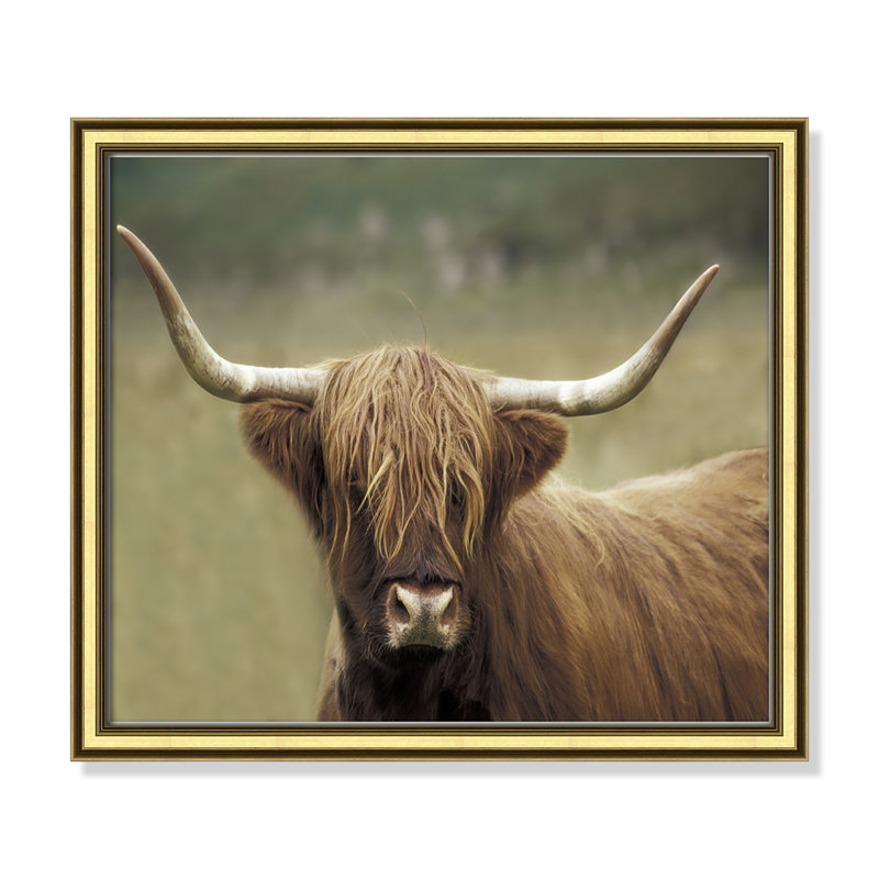 Highland Af après-midi par Danita Delimont - photographie de cadre, Encadrement doré, H 14,25 po x l 16,25 po x P 0,88 po