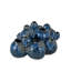 Sulawasi Blue Shells