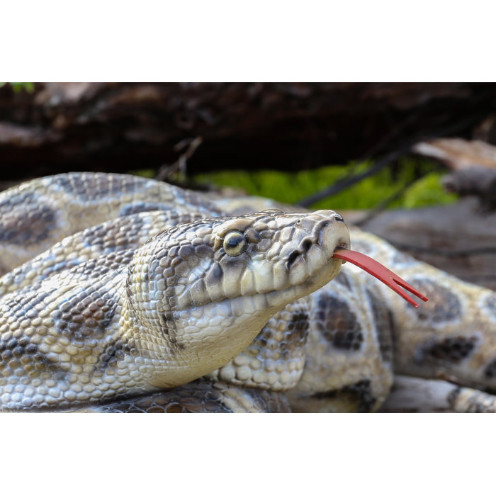 Hi-Line Gift Ltd. CURLED UP PYTHON STATUE | Wayfair