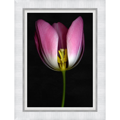 Tulip Study