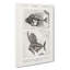 Fish Fossil Illustrations Pl. L by Charles d' Orbigny - Wrapped Canvas Painting Print-55315309